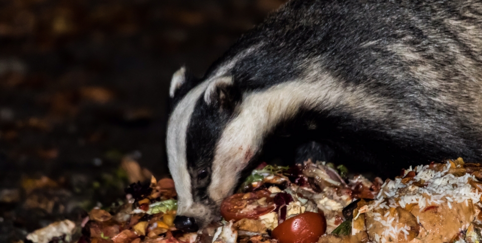 Hungry badger